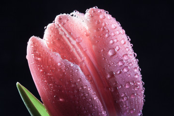 bud of the red tulip closeup on dark background