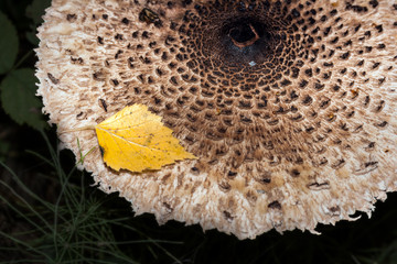 mushroom an umbrella in the wood isolate on a black background