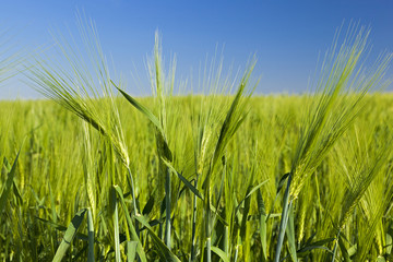 immature cereals , field