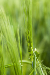 green cereals, close-up  