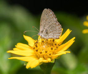 Fototapeta na wymiar butterfly on the flower