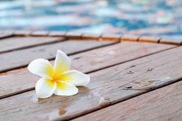 Frangipani plumeria Spa Flower on wooden floor near the pool