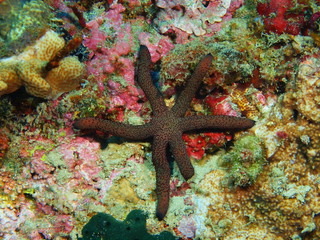 Starfish, Island Bali