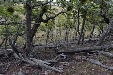  Fallen trees on the shore of Lago Blanco. 