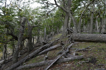  Fallen trees on the shore of Lago Blanco. 