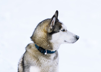 Thoroughbred dog similar to a wolf.