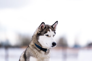 Thoroughbred dog similar to a wolf.