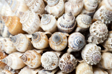 glued together shells  