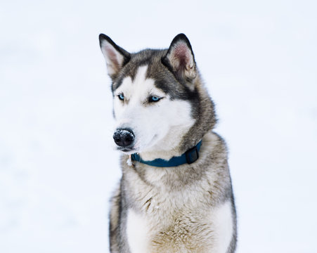 Thoroughbred dog similar to a wolf.