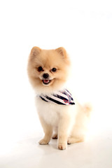 Fototapeta na wymiar soft,pomeranian dog short hair on white background