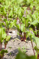 Field with red beetroot  