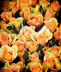 Peach Avalanche Roses