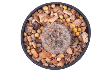 Cactus isolated on white background