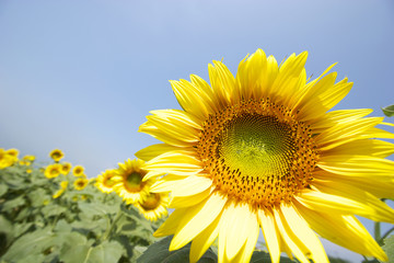 Obraz premium 大きなひまわりの花