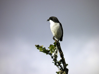 Fiscal Shrike in Addo National Park - South Africa
