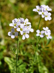 Cuckooflower 
