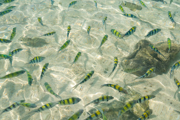 Fototapeta na wymiar Small Sea fish swimming on the beach