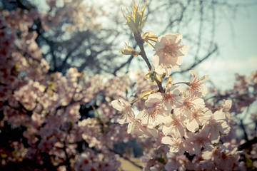 Sakura cherry blossom in japan