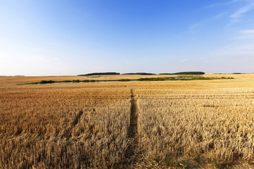 harvesting cereals , Agriculture