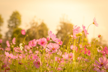 Cosmos flower blossom in garden