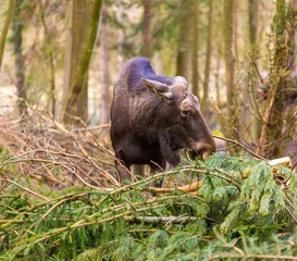 Moose portrait, animal face.