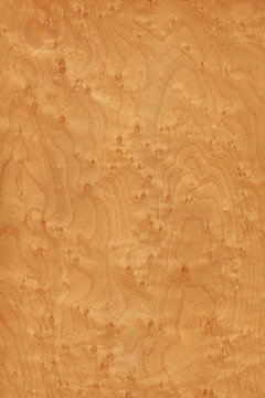 timber grain of Bird's eye maple, Acer saccharum