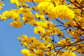 Yellow tabebuia flower blossom
