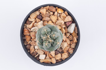 Cactus isolated on white background