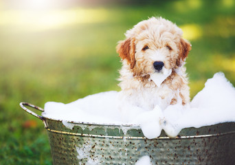 Adorable Cute Golden Retriever Puppy