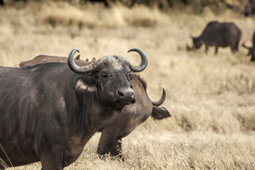 buffalo in African savanna. 