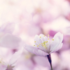 Closeup of pink cherry tree flowers