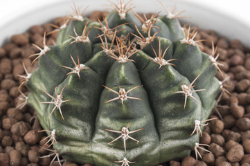 Cactus isolated on white background