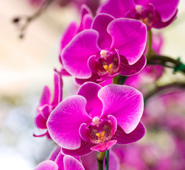 Naklejka na ściany i meble Pink phalaenopsis orchid flower