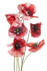 Fototapeta premium poppy
