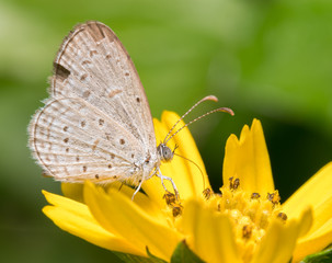 butterfly on the flower