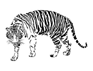 Tiger walking, black and white colour, illustration design.