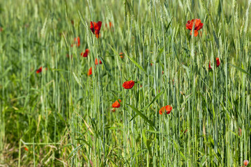 Red poppy flowers 