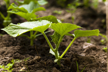 Photo agriculture, Europe  