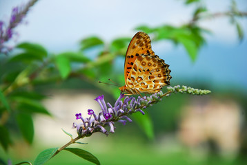 Beautiful butterfly and flower in summer season
