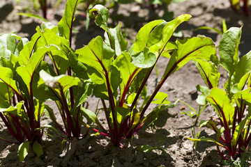 Field with red beetroot  