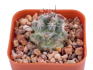 Cactus isolated on white background