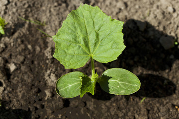 Photo agriculture, Europe  