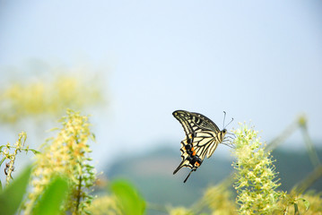 Beautiful butterfly and flower in summer season
