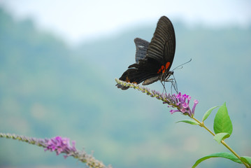 Beautiful butterfly and flower in summer season
