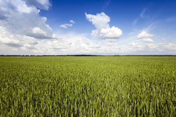 immature cereals , field