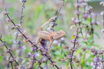 Gila tropical Asia in Thailand