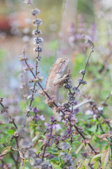 Gila tropical Asia in Thailand