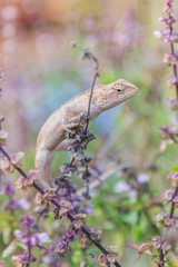 Gila tropical Asia in Thailand