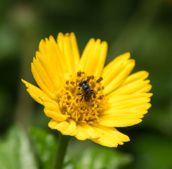 bee on the flower