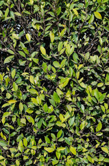 green leaf background